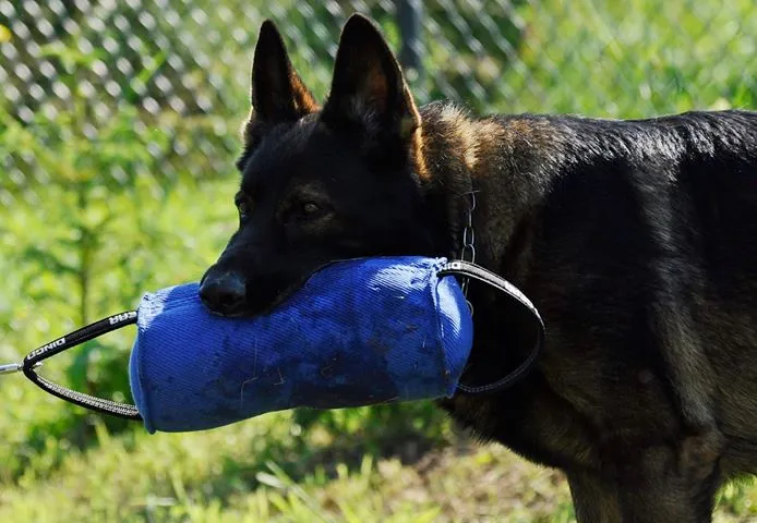 Dingo Gear BERTA Tug Roll