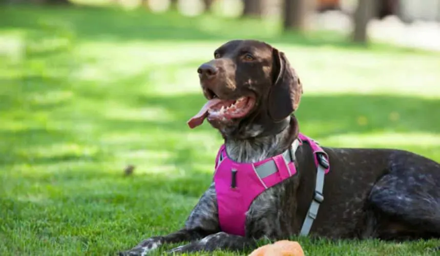 Dog Car Harness | UK Shipped
