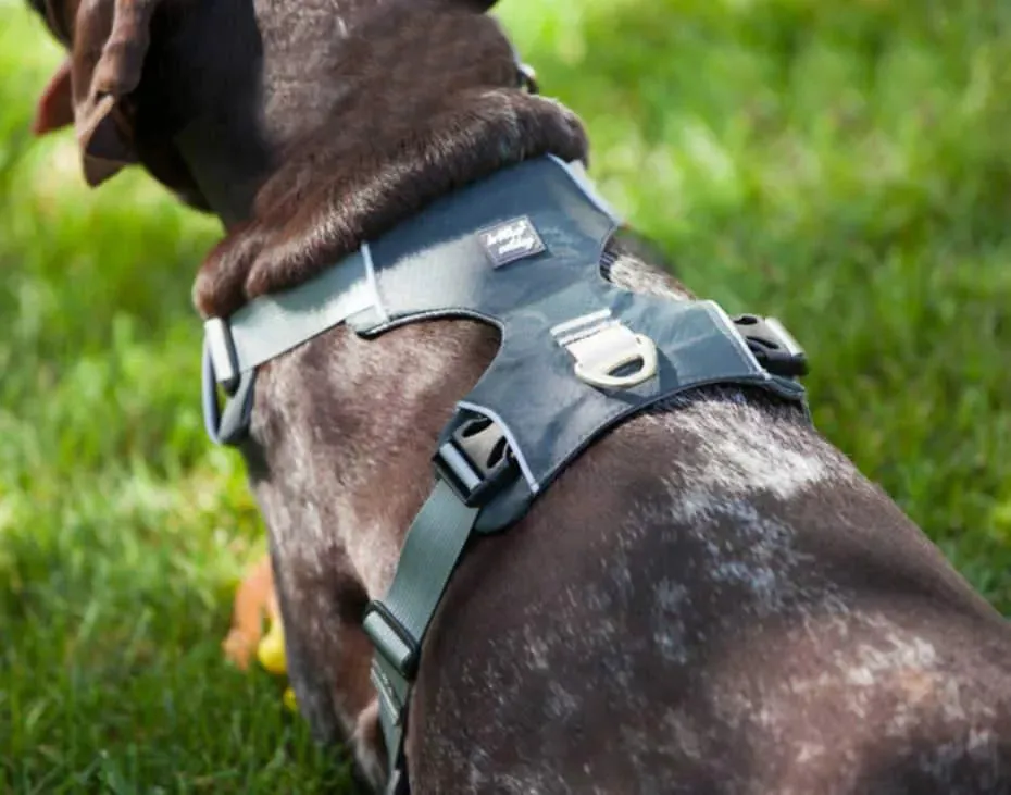 Dog Car Harness | UK Shipped