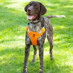 Dog Car Harness | UK Shipped