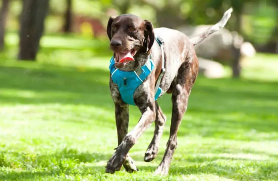 Dog Car Harness | UK Shipped