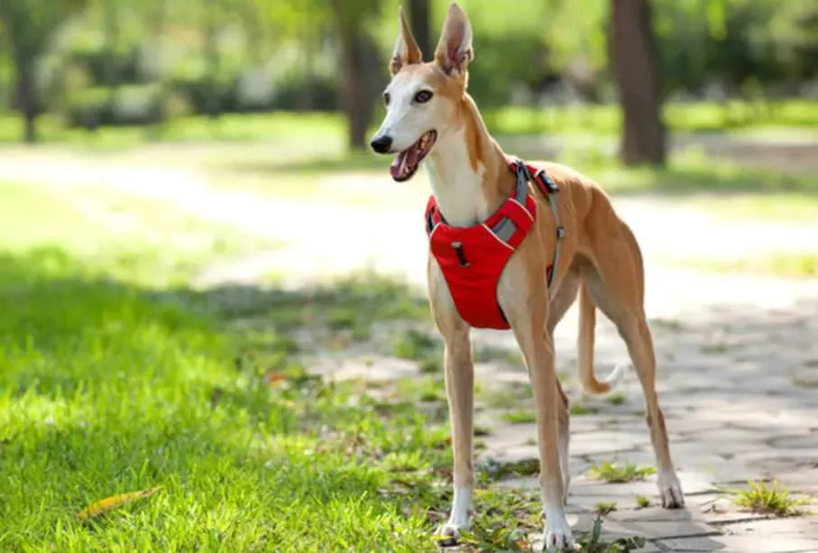 Dog Car Harness | UK Shipped