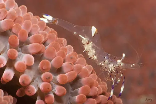 SALE - 104 Clear Anemone Shrimp